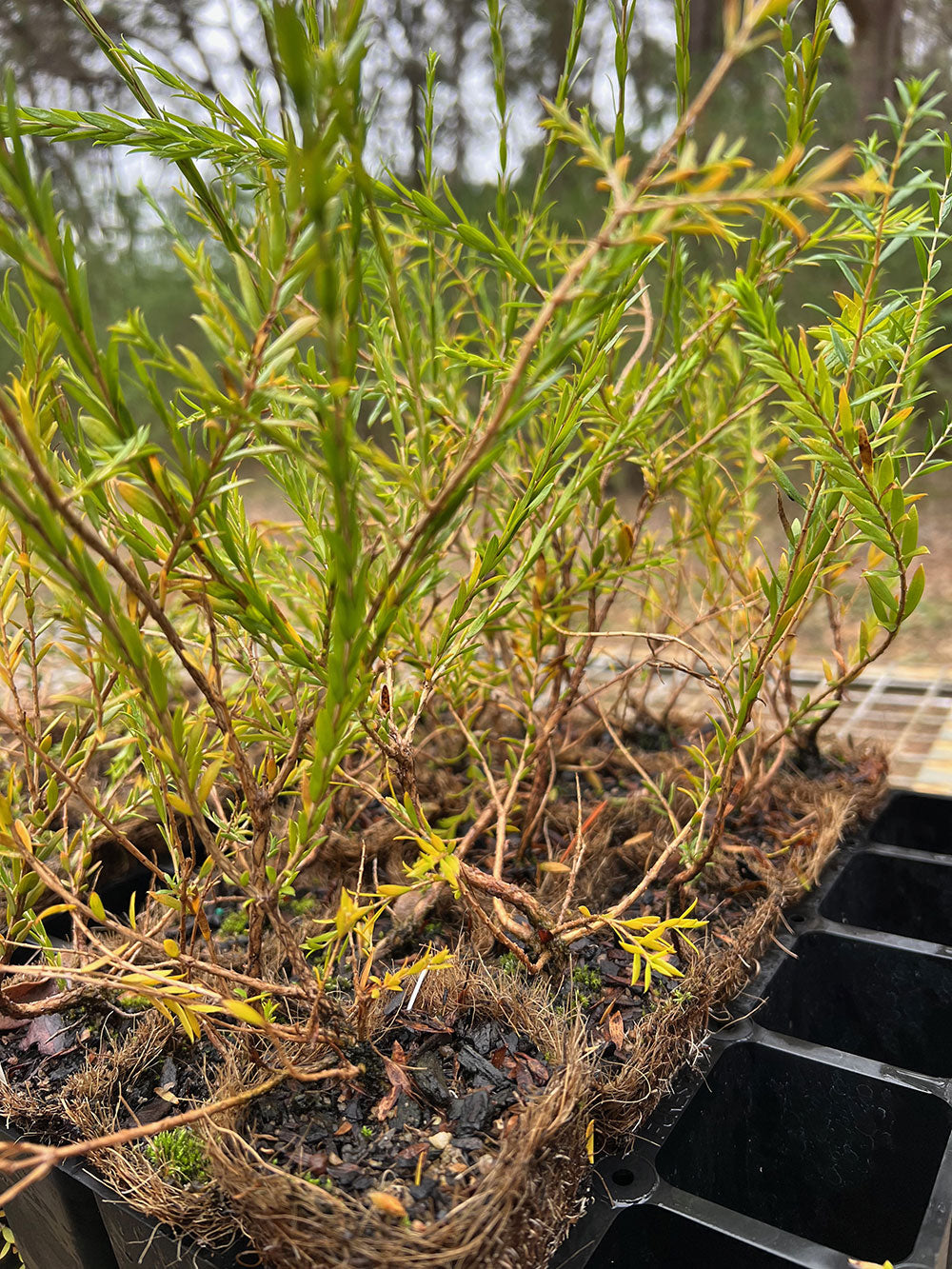 Hummock Honey-Myrtle (Melaleuca eleuterostachya) in coir