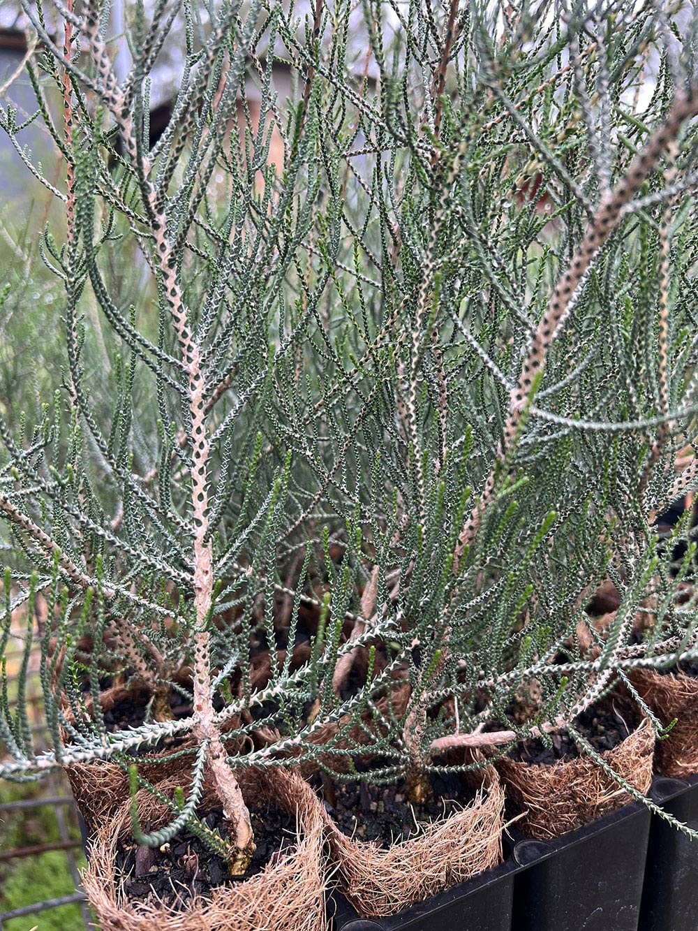 Salt Lake Honey-Myrtle (Melaleuca thyoides) on coir