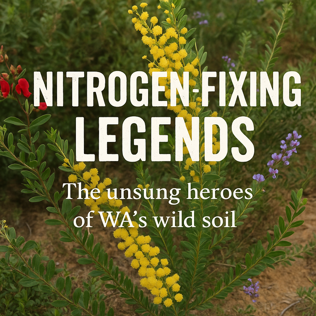 Nitrogen-Fixing Legends: The Unsung Heroes of WA’s Wild Soil