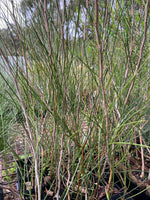 Close-up of Acacia sessilispica