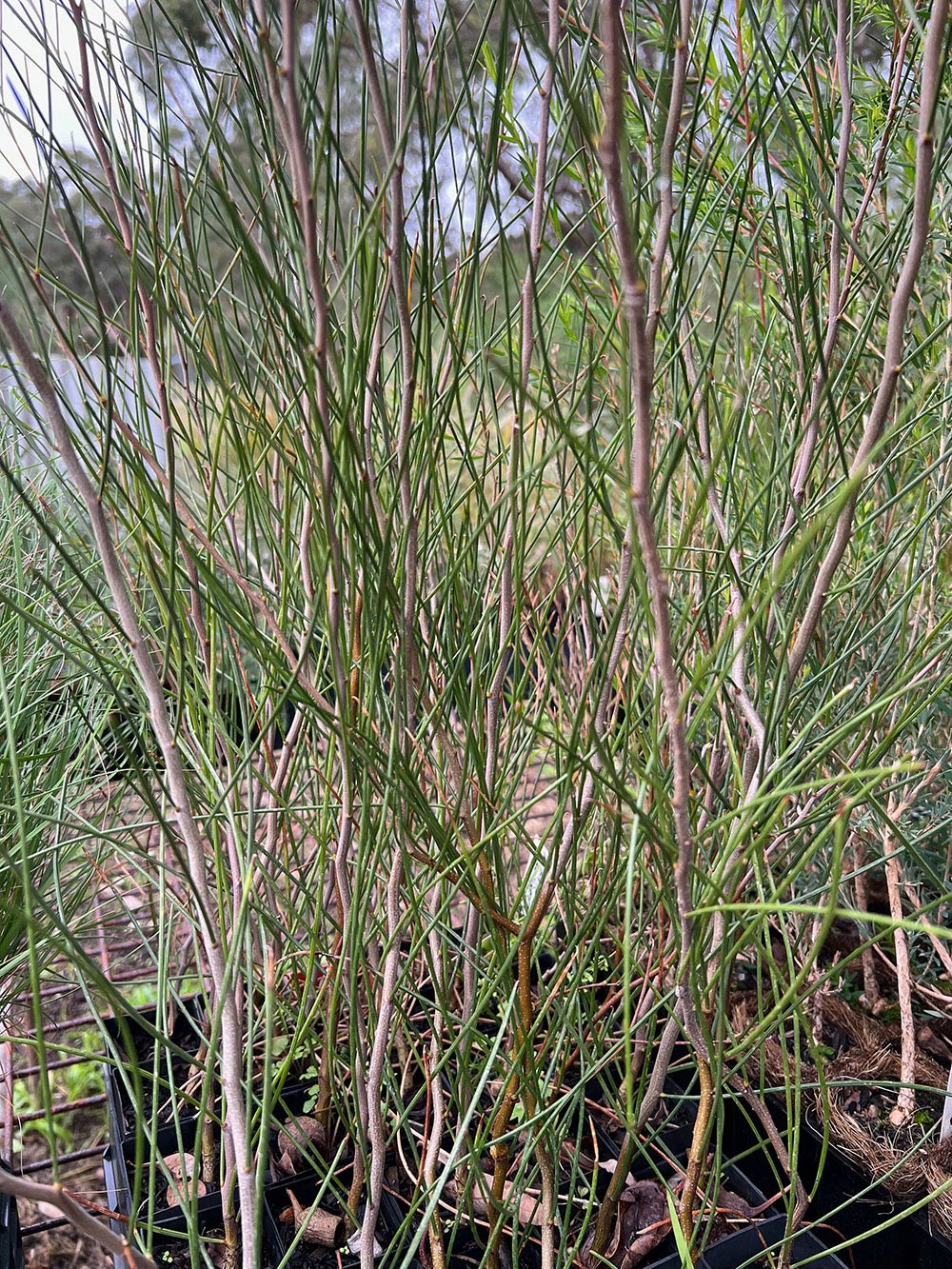 Close-up of Acacia sessilispica