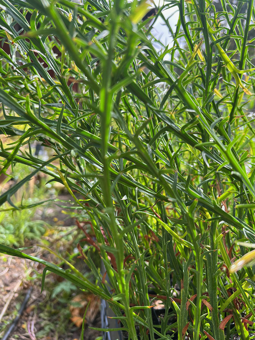 Close-up of Acacia trigonophylla