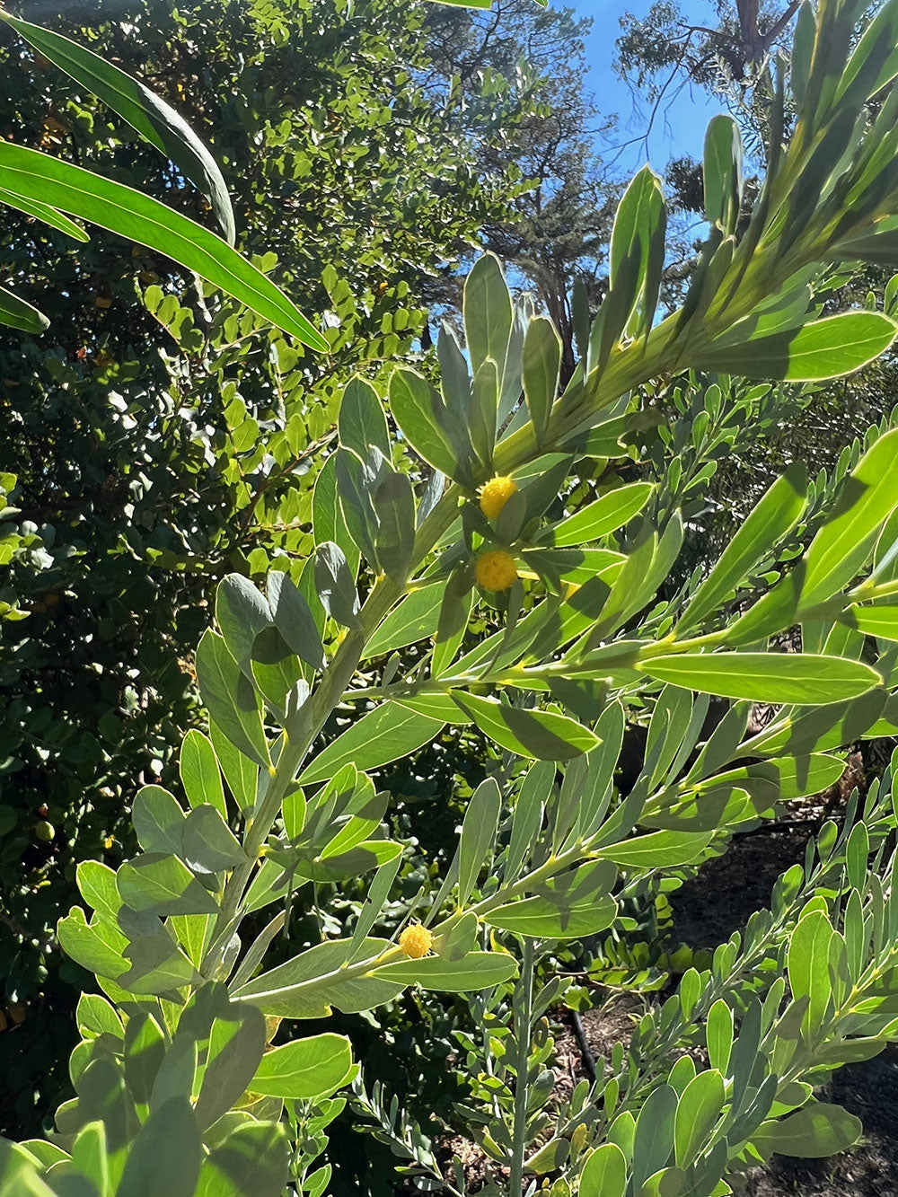 Close-up of blue wattle flowers (Acacia meisneri) with yellow flower