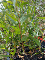 Close-up of Brown Wattle (Eucalyptus thamnoides)