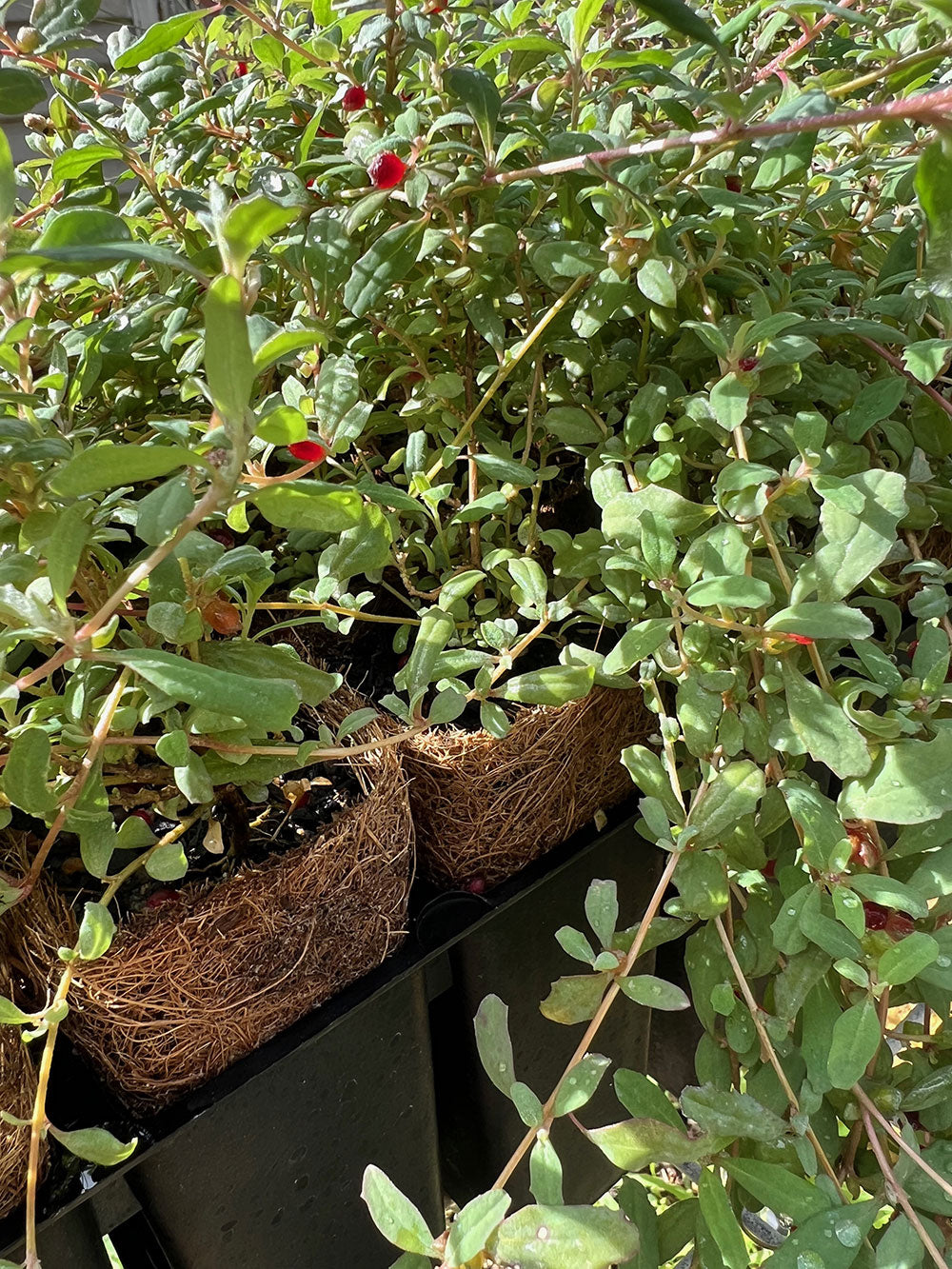 Creeping Saltbush (Atriplex semibaccata) on coir