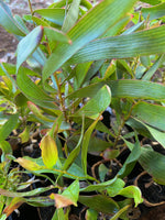 Close-up of Emu Tree (Hakea francisiana) on coir