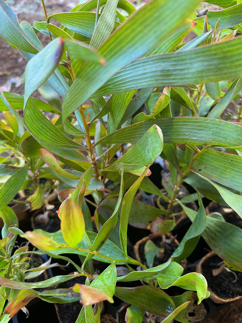 Close-up of Emu Tree (Hakea francisiana) on coir