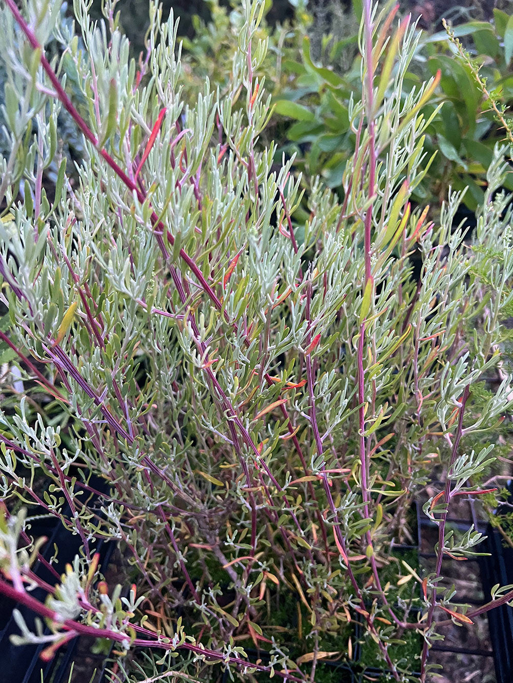 Close-up of Mallee Saltbush (Rhagodia preissii)