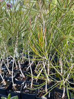 Close-up of Melaleuca atroviridis