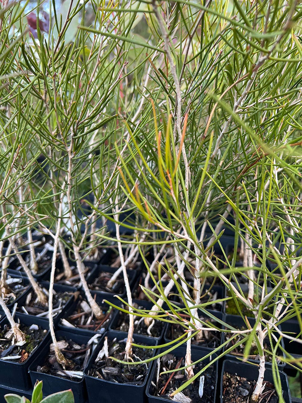 Close-up of Melaleuca atroviridis