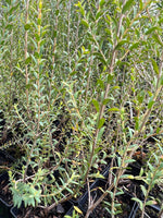 Close-up of Mallee Honey-Myrtle (Melaleuca acuminata)