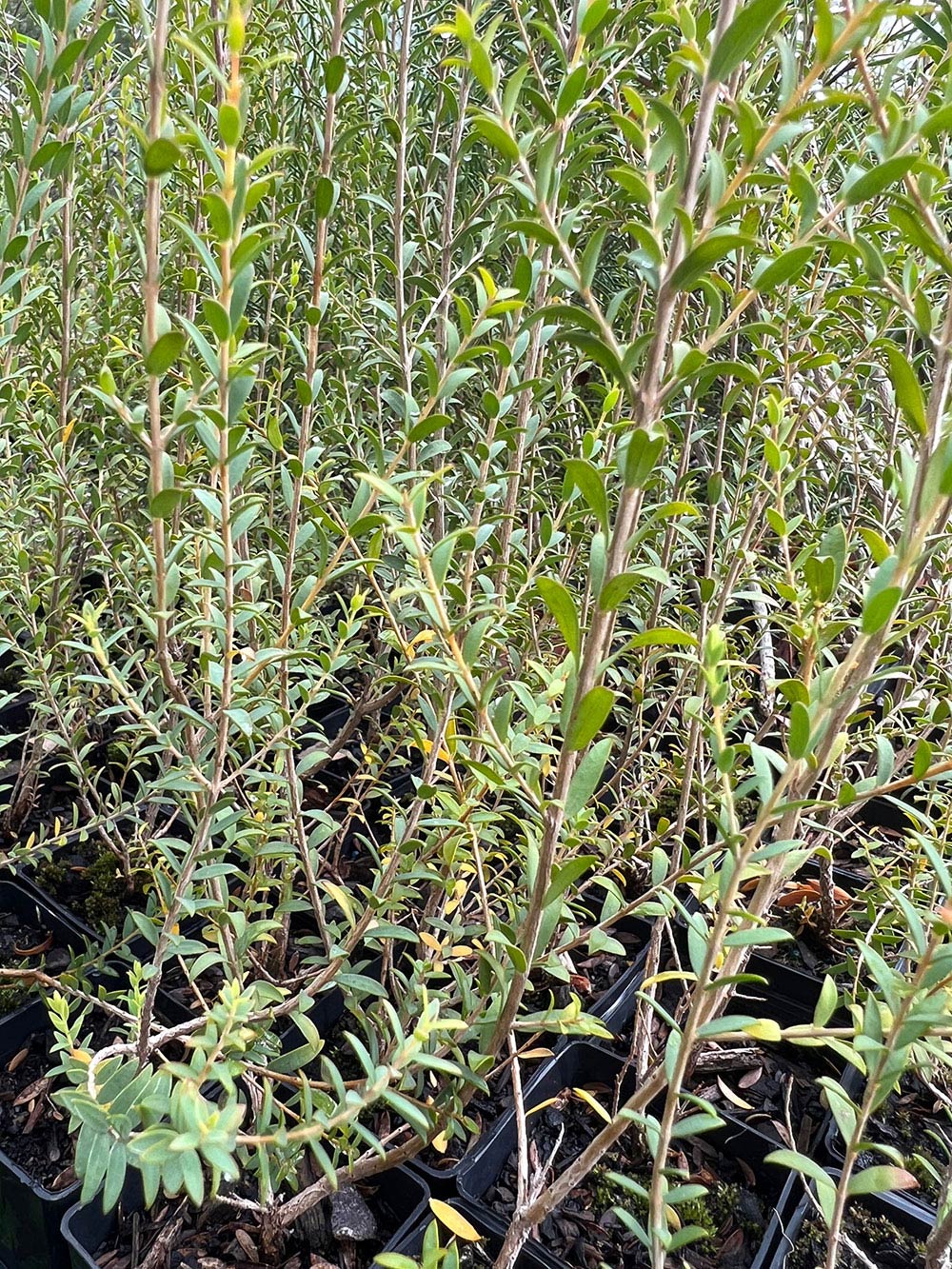 Close-up of Mallee Honey-Myrtle (Melaleuca acuminata)