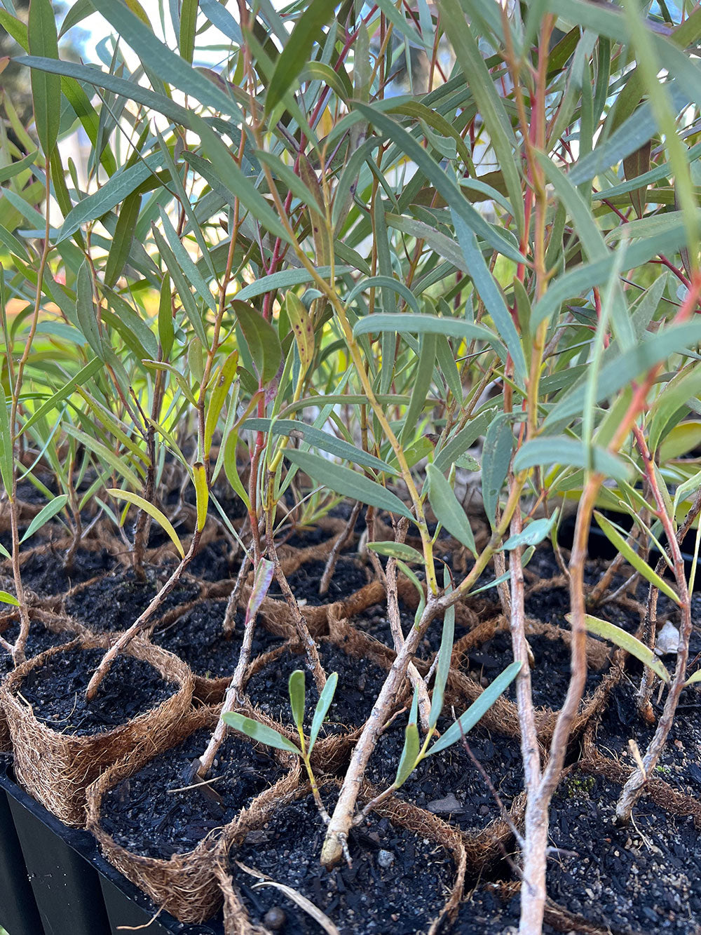 Oil Mallee (Eucalyptus kochii) in coir