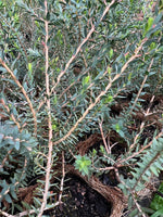 Melaleuca torquata in coir