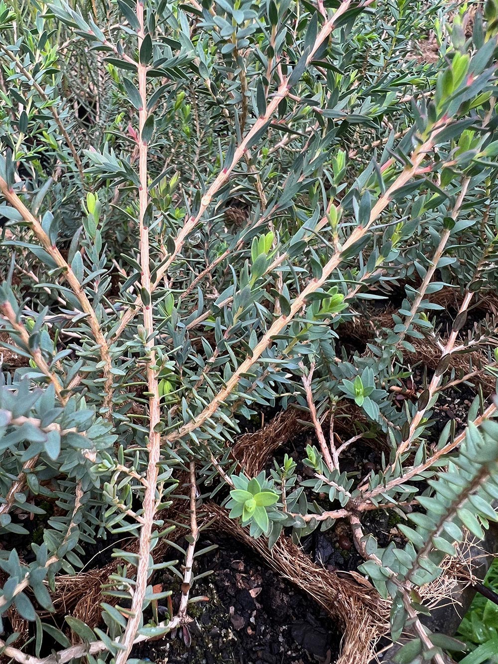 Melaleuca torquata in coir
