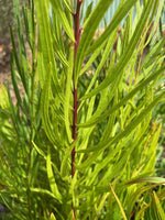Leaves of Red Stem Wattle (Acacia myrtifolia)