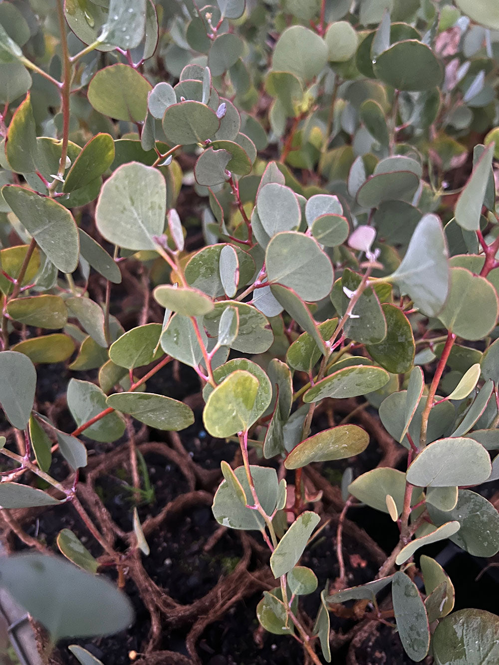 Round Leaved Mallee (Eucalyptus orbifolia) in coir