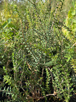 Close-up of Sandhill Honey Myrtle (Melaleuca adnata)