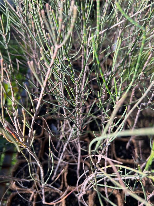 Buy Casuarina obesa | Swamp She-oak