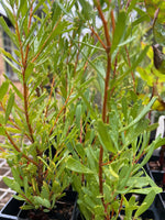 Close-up of Variable Leaved Hakea (Hakea varia)