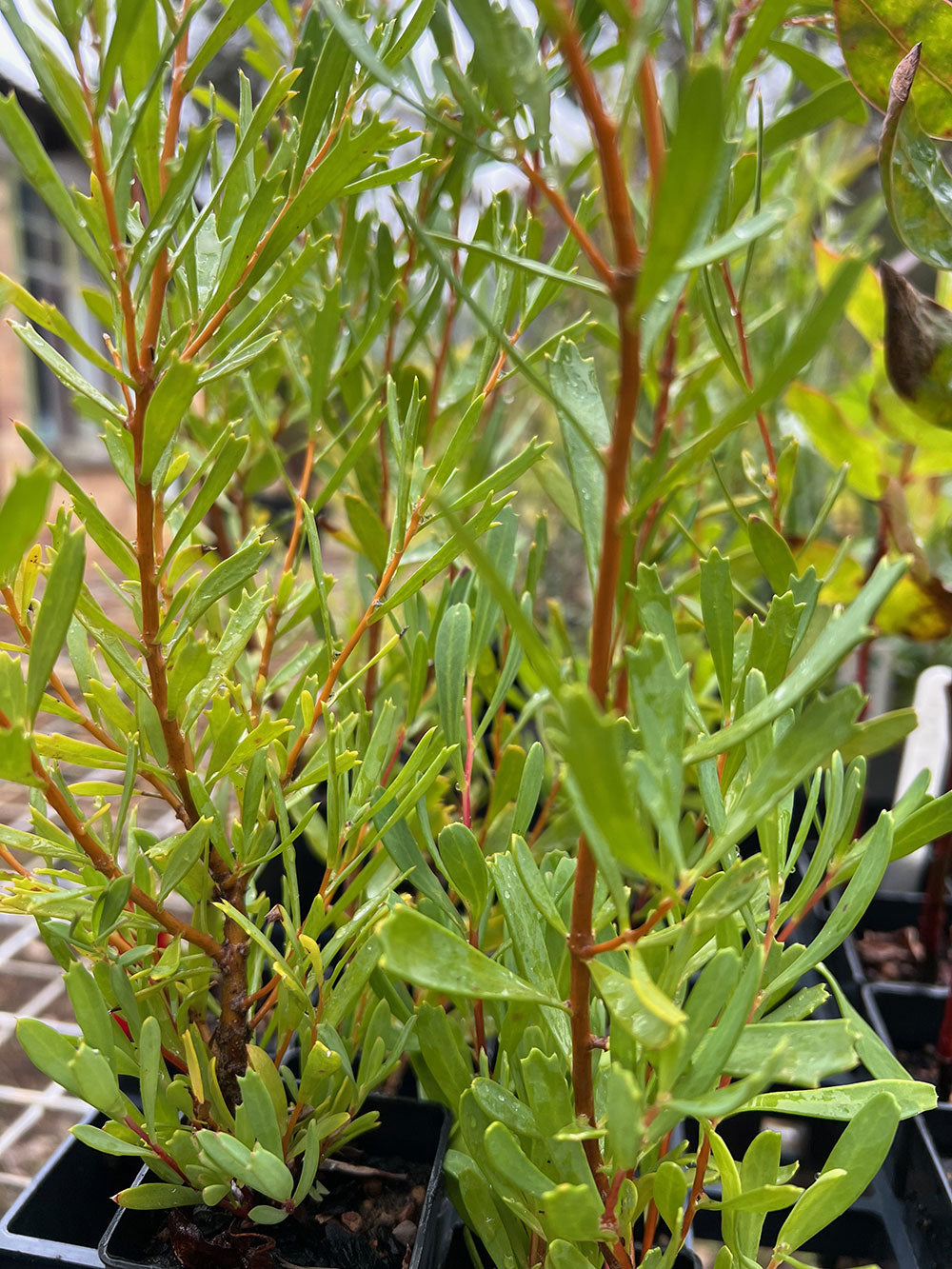 Close-up of Variable Leaved Hakea (Hakea varia)