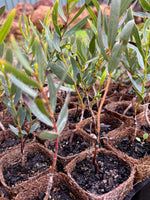 Close-up of Stiff-leaved Mallee (Eucalyptus rigidula)