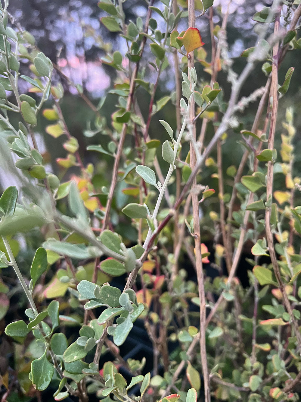 Close-up of Tall Saltbush (Rhagodia eremaea)