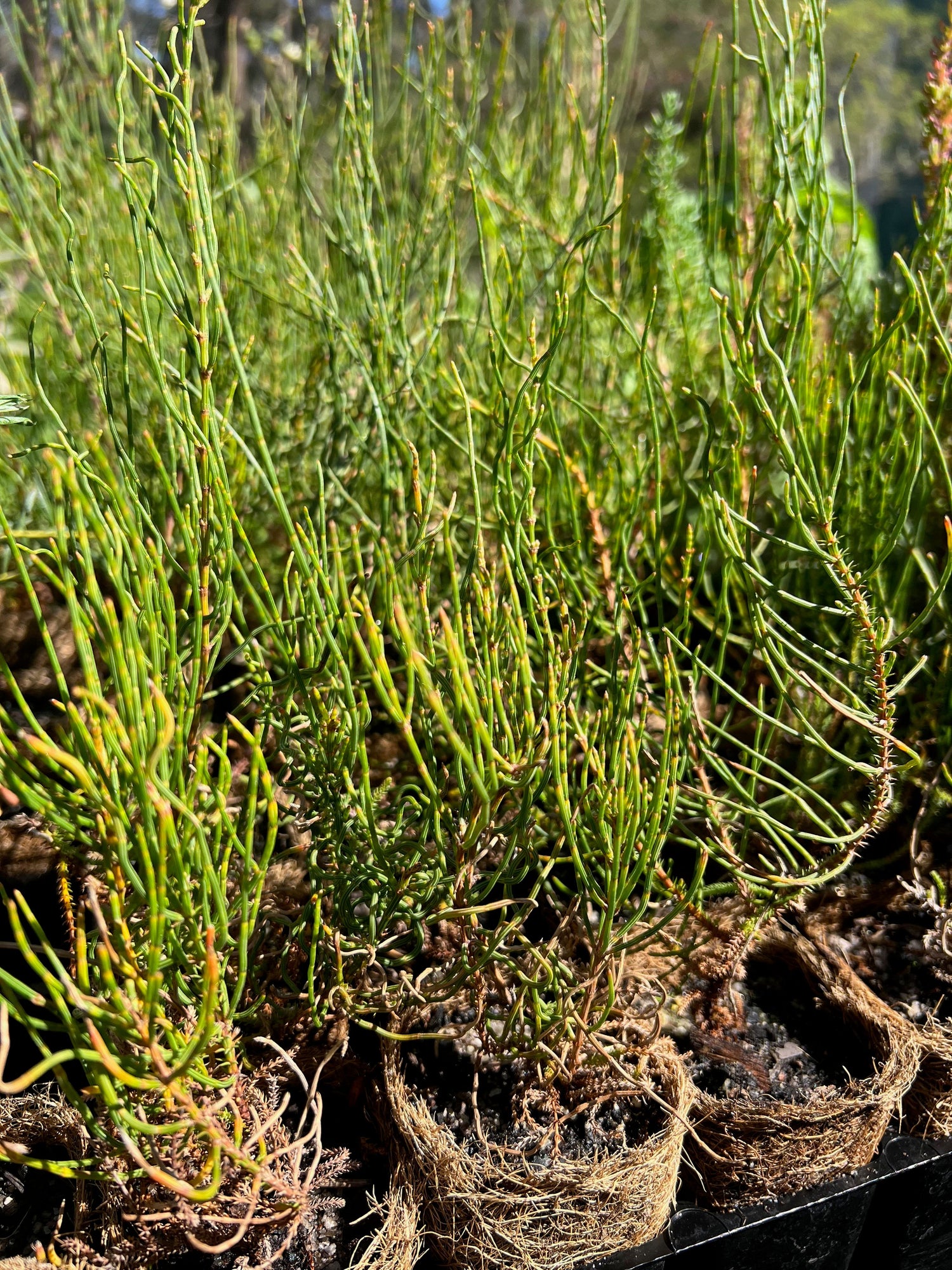 Shrubby She-oak