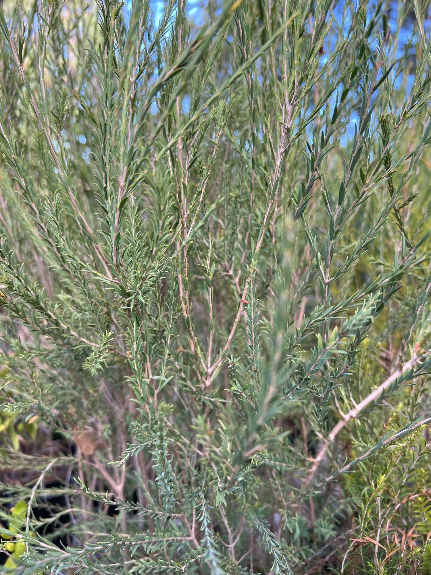 Creekline Honey Myrtle | Melaleuca hamulosa