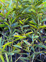 Acacia brumalis