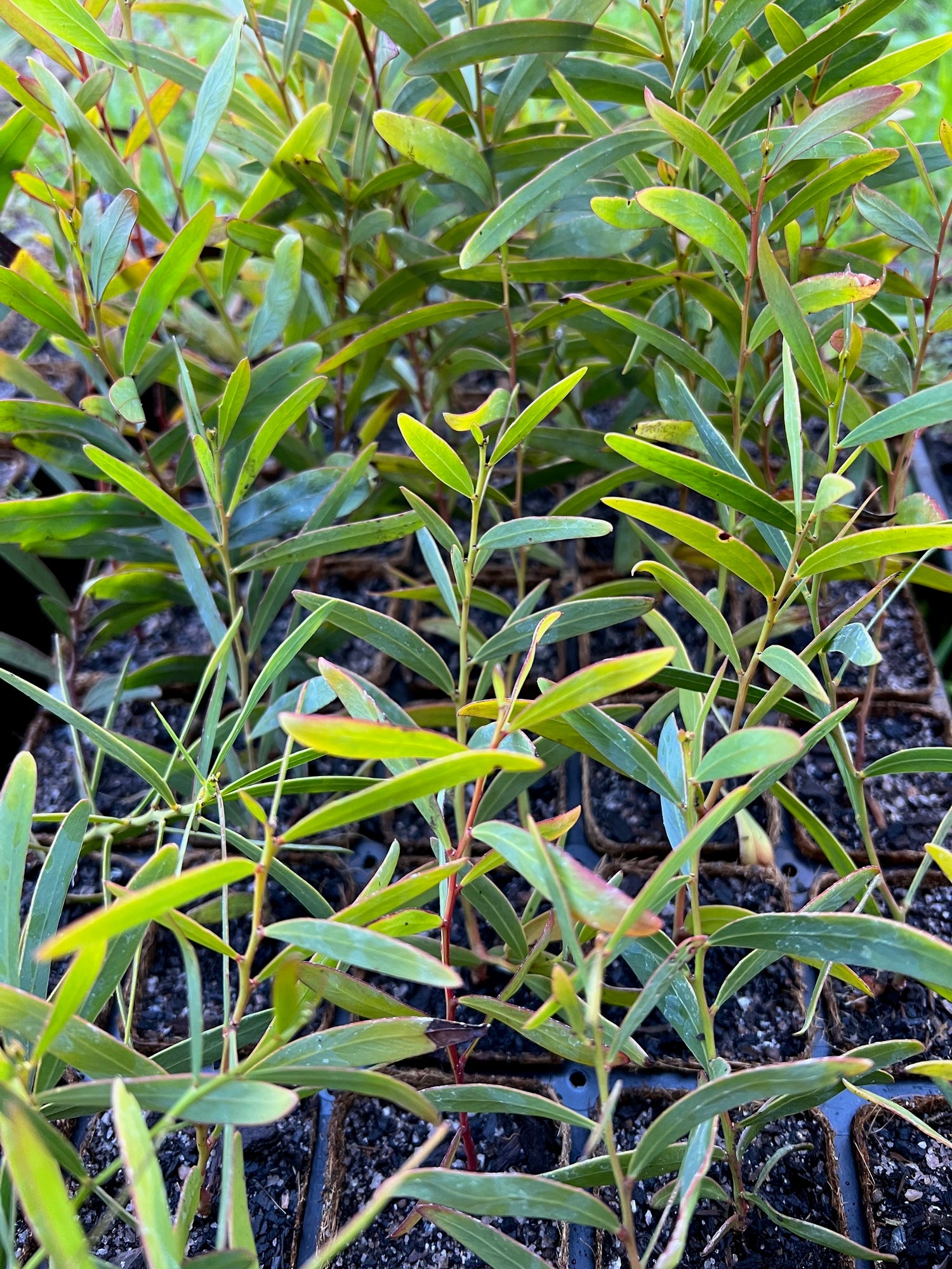 Acacia brumalis
