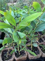 Acacia daphnifolia