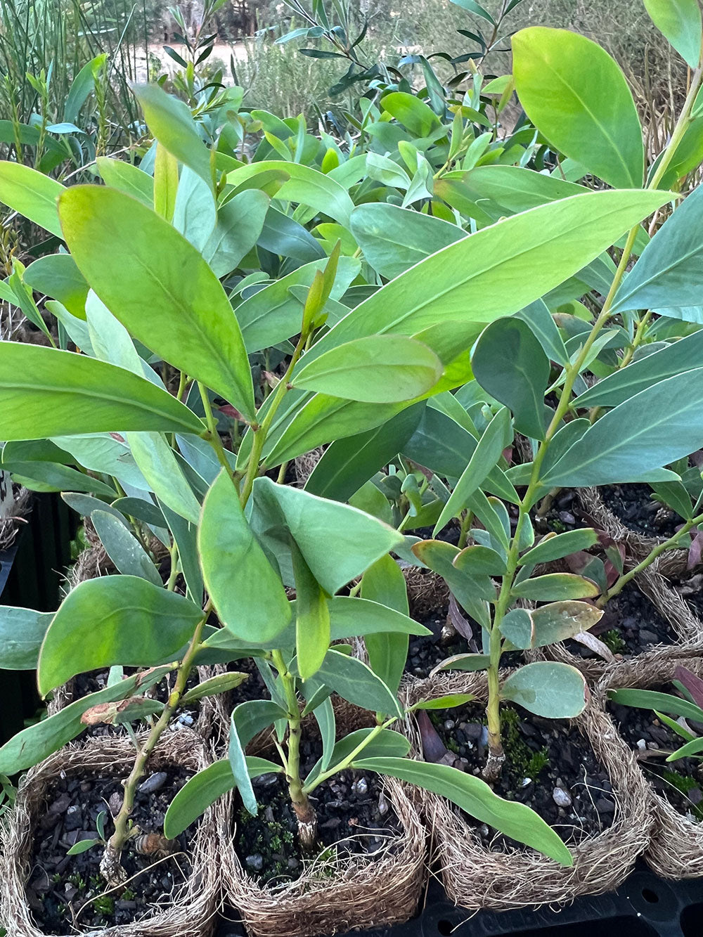 Acacia daphnifolia