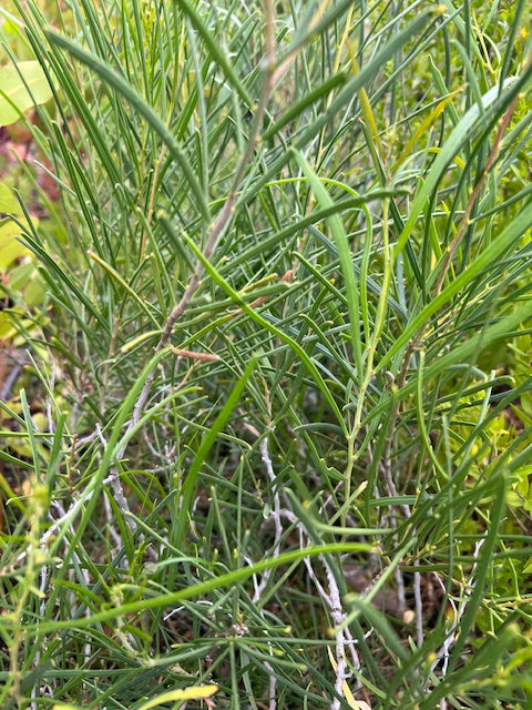 Acacia obtecta