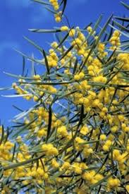 Acacia obtecta flowers