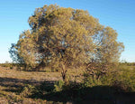 Acacia sessilicepica Tree