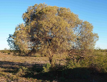 Acacia sessilicepica Tree