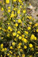 Acacia trigonophylla