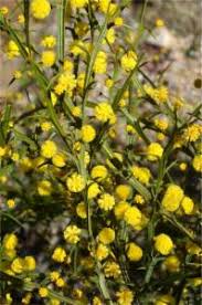 Acacia trigonophylla