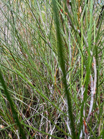 Acacia burkittii
