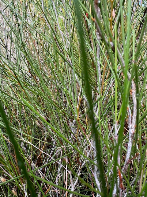 Acacia burkittii