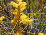 Acacia burkittii flower