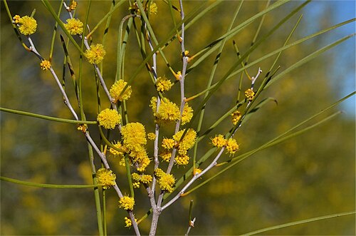Acacia burkitti flowers