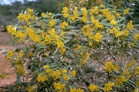 Acacia daphnifolia