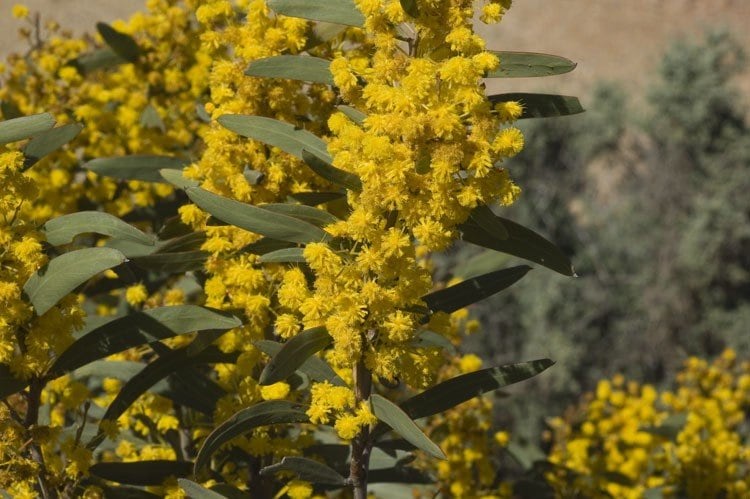 Tan Wattle | Acacia hemiteles