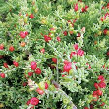 Barrier Saltbush Berries (Enchylaena tomentosa)