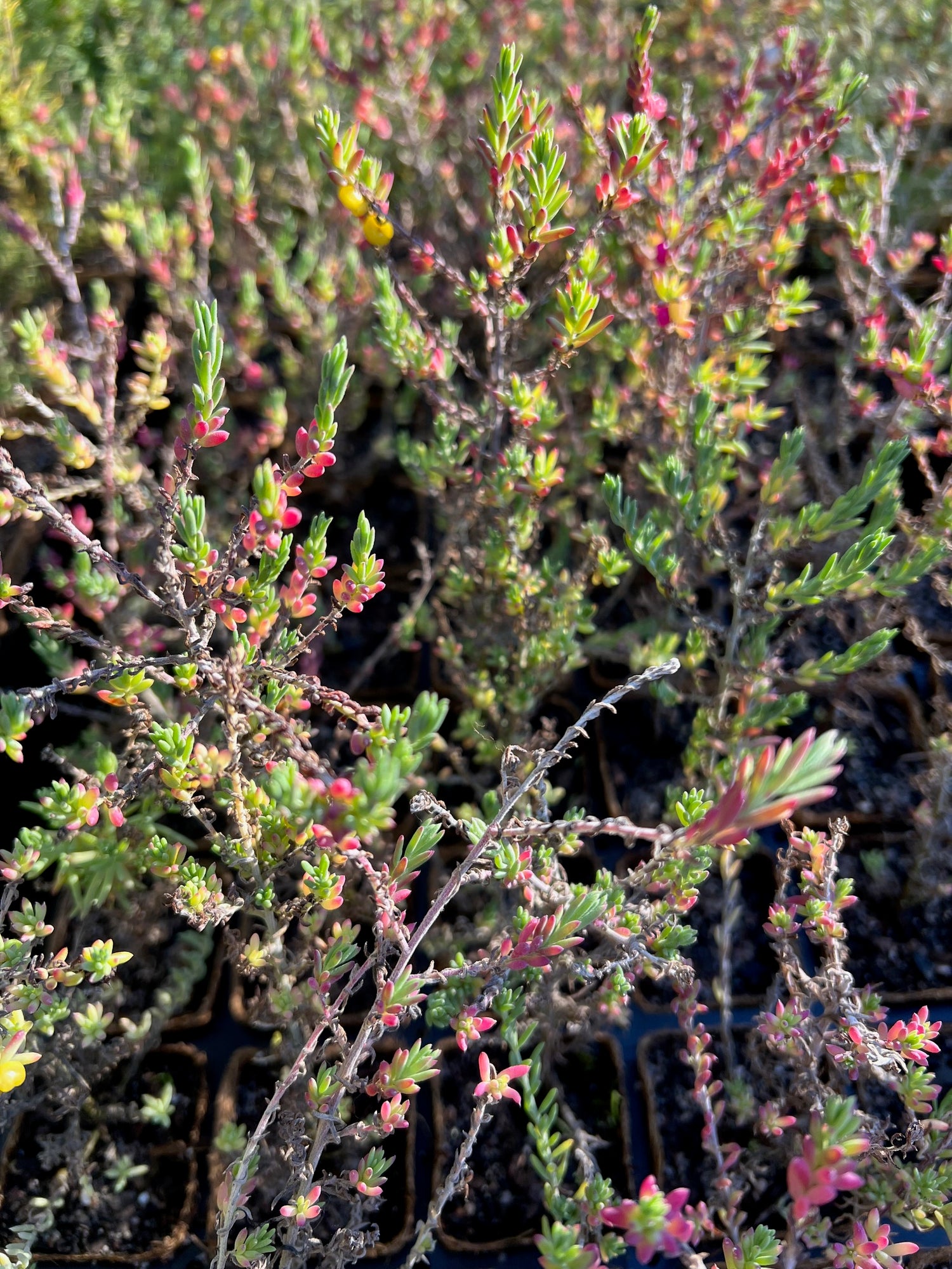 Barrier Saltbush (Enchylaena tomentosa)