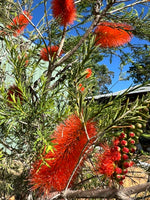 Beautiful Melaleuca lateritia