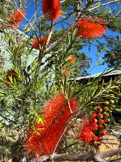 Beautiful Melaleuca lateritia