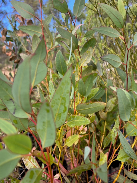 Black Marlock (Eucalyptus redunca)